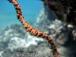 Wire coral,Haloa point,Makena,Maui
Canon SD750 by Jozef Butala 